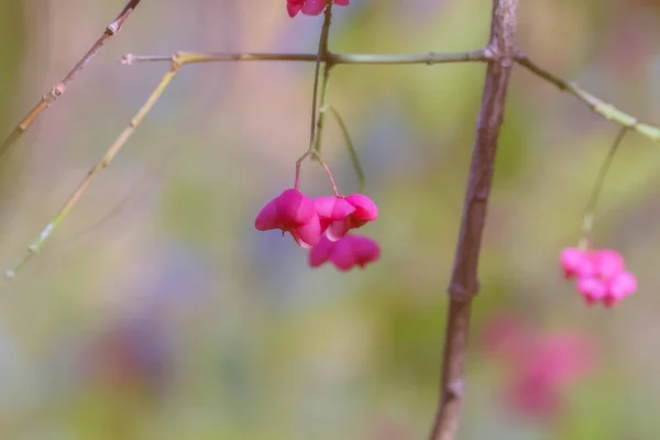 Ramita Árbol Con Flores Finales Otoño — Foto de Stock