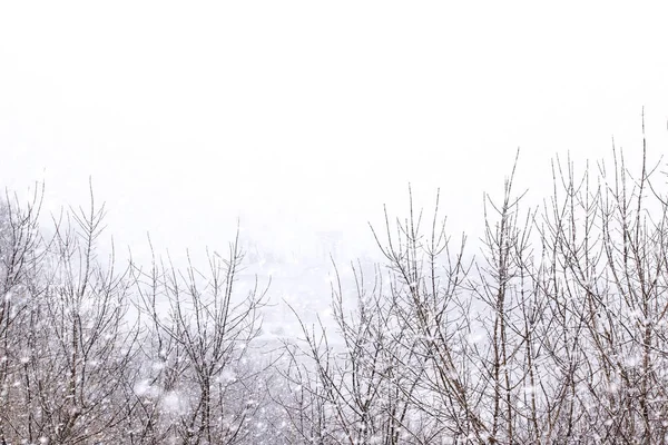 Гілки Дерев Взимку Снігопад — стокове фото