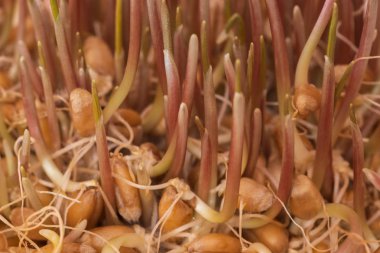 Seçici odak kadar buğday tahıl yakın kaynaklanıyor Filiz