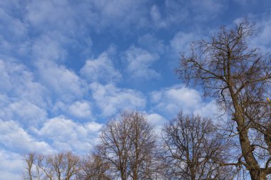 Çıplak ağaç dalları bahar beyaz bulutlar ile mavi gökyüzüne karşı
