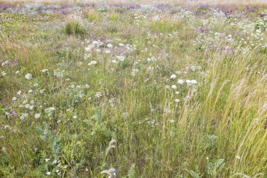 Yaz çayırında yabani ot