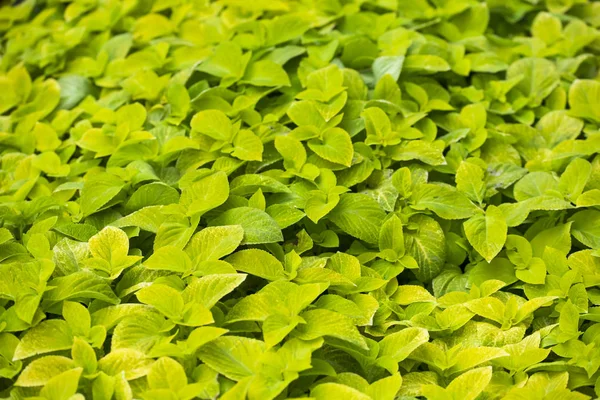 Plantas Verdes Como Fundo Natural Verão — Fotografia de Stock