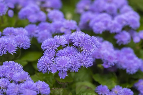 Pequeñas Flores Azules Esponjosas Cerca Enfoque Selectivo — Foto de Stock