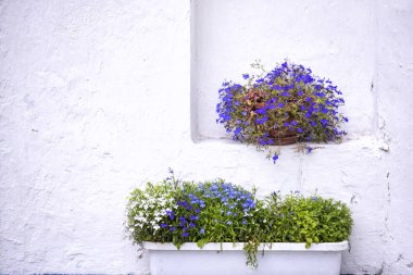 Beyaz pürüzlü doku duvarının arka planında iki saksıda küçük mavi çiçekler .