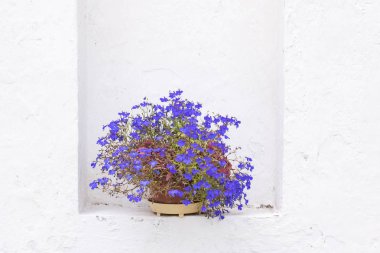 Beyaz pürüzlü doku duvarının arka planında saksıda küçük mavi çiçekler .