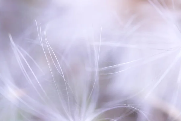 抽象的な光の綿毛ぼかしの背景 — ストック写真