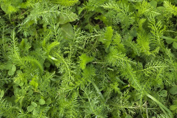 Grama Verde Selvagem Perto Fundo Ervas Naturais — Fotografia de Stock