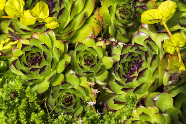 Rosetas Verdes Brilhantes Echeveria Plantas Suculentas — Fotografia de Stock