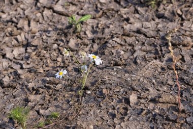 Kurutulmuş zeminde papatya çiçeği