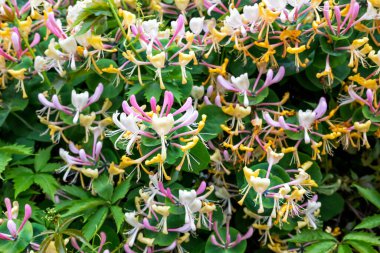 Hanımeli çiçekleri seçici odağı kapatır