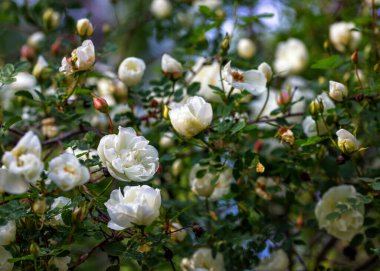 Vahşi beyaz gül çiçekleri dalı