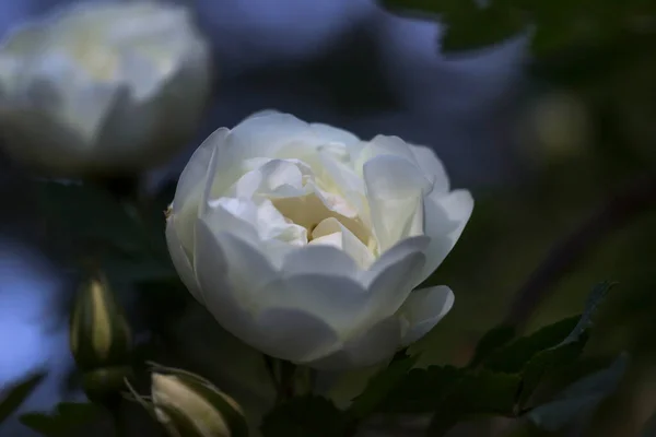 Vahşi Beyaz Gül Çiçeği Seçici Odağı Kapat — Stok fotoğraf
