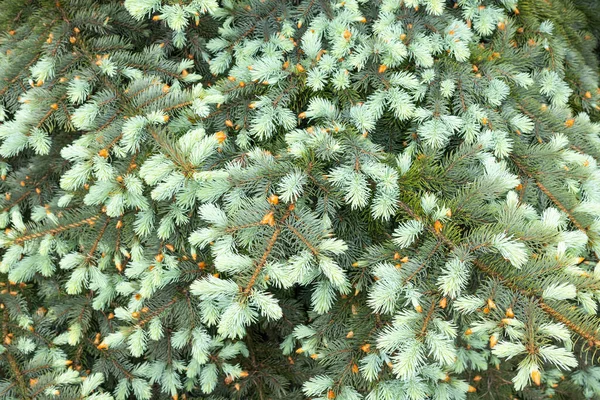 Jeunes Branches Épinette Verte Gros Plan Ciblage Sélectif Fond Naturel — Photo