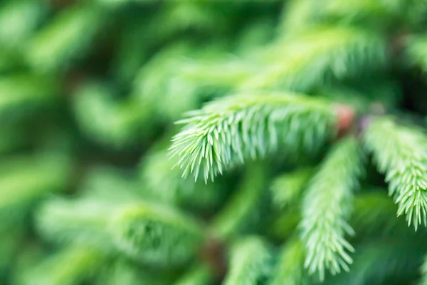 若い緑の柔らかいトウヒの針を閉じる選択的なフォーカス自然背景 — ストック写真