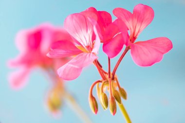Pembe sardunya çiçekleri seçici odak mavisi arkaplanı kapatır