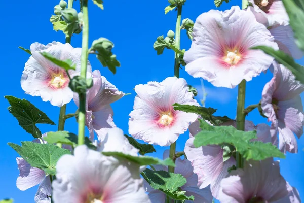 Rosa Flores Salvaje Mallowtuberose Hollyhock Primer Plano Enfoque Selectivo Cielo — Foto de Stock