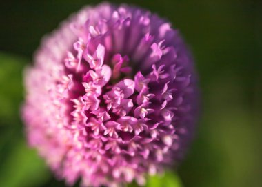 Soyut kırmızı çiçek topu seçici odağı kapat