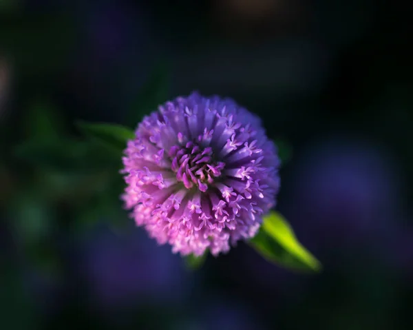 Lila Blütenkugel Grünes Blatt Dunkler Hintergrund — Stockfoto