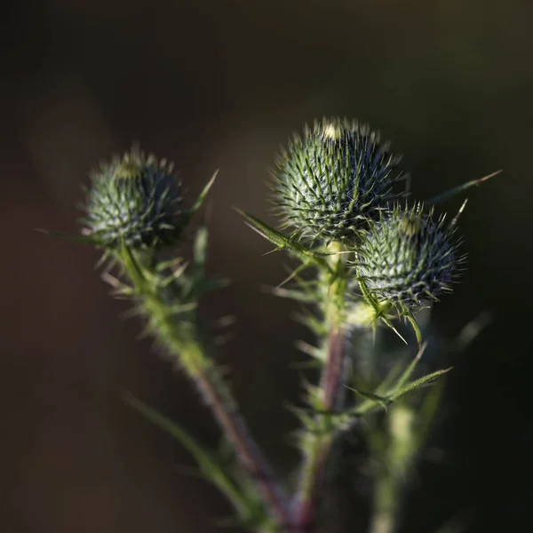 Brotes Flor Cardo Hierba Cerca — Foto de Stock