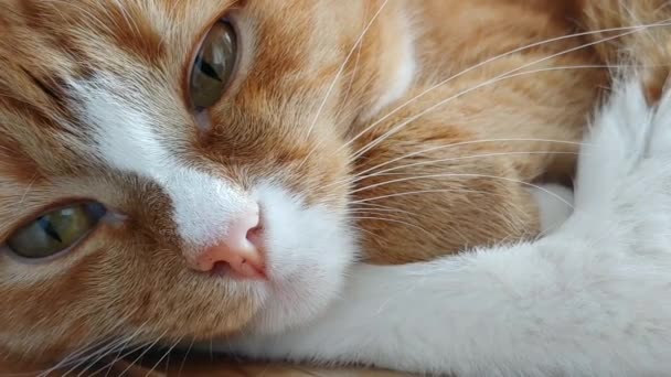 Рыжая Кошка Шевелит Глазами — стоковое видео