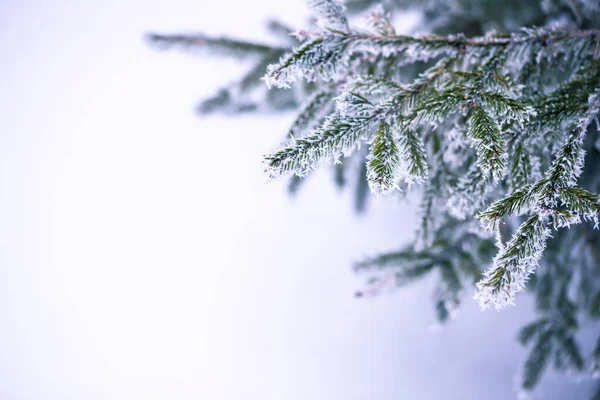 Verde Ramos Abeto Branco Neve Gelo Cristal Foco Seletivo Inverno — Fotografia de Stock