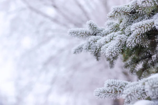 Grön Gran Fluffiga Grenar Vit Snö Kristall Selektivt Fokus Naturlig — Stockfoto