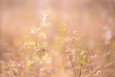 Yaz ortasında yabani otlar. Bulanık doğal ruh hali arka planı