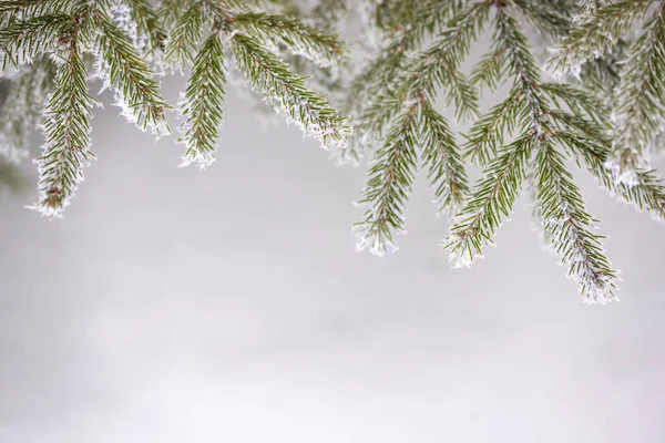 Verde Ramos Abeto Branco Neve Gelo Cristal Foco Seletivo Inverno — Fotografia de Stock