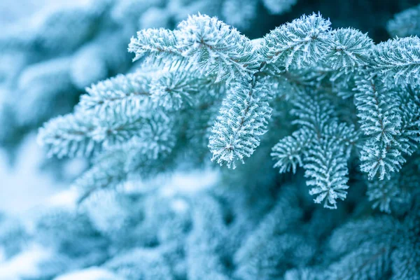 Мороз Синіх Ялинових Гілках — стокове фото