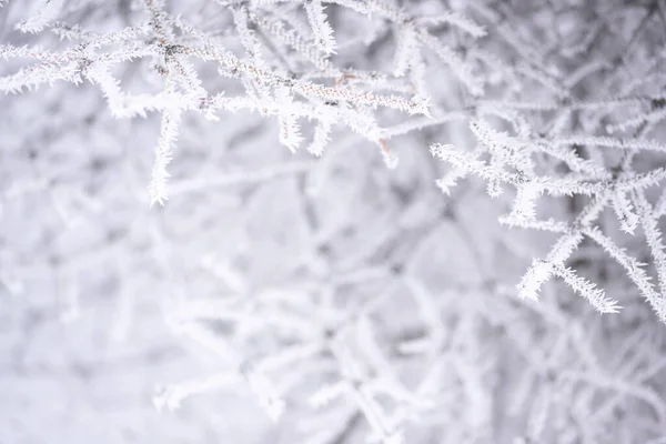 Bevroren Takken Ijs Sneeuw Naalden Selectieve Focus — Stockfoto