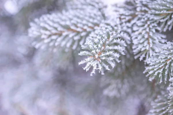 Frost Gröna Gran Nålar Närbild Selektivt Fokus — Stockfoto