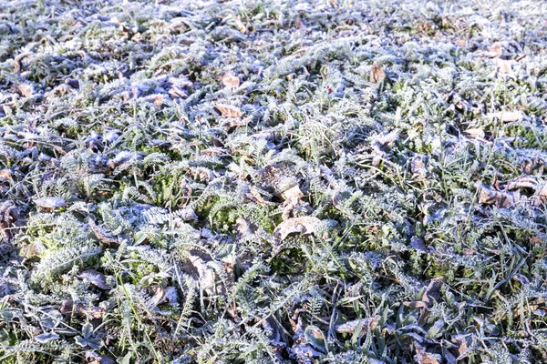 Bevroren Wild Groen Grasveld — Stockfoto