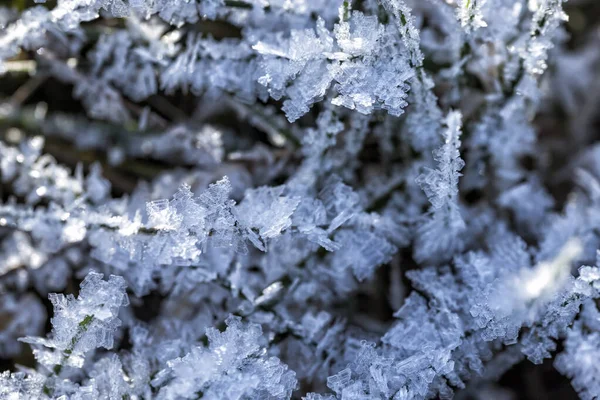 Frost Zöld Száraz Füvön Közelről Szelektív Fókusz — Stock Fotó