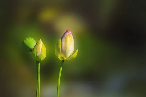 Pączek Kwiatu Lotosu Różowy — Zdjęcie stockowe
