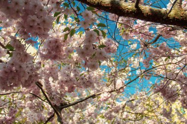 kiraz çiçekleri ağaç