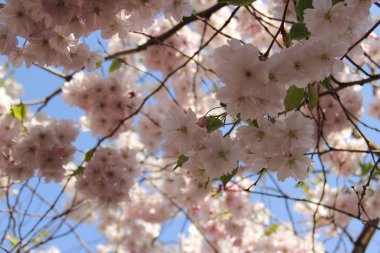 İlkbaharda kiraz çiçeği