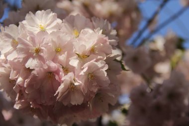 Sakura çiçeği bahar bahçe