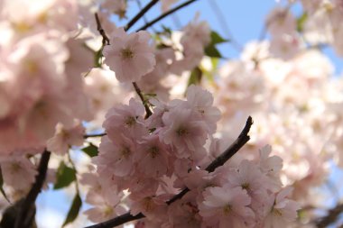 Sakura çiçeği bahar bahçe