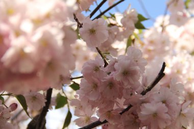 Sakura çiçeği bahar bahçe