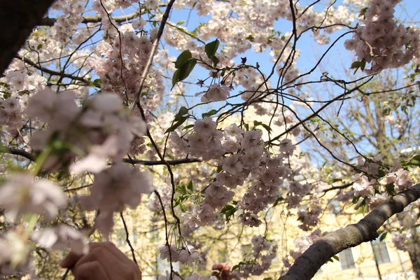 Sakura Florecen Jardín Primavera — Foto de Stock