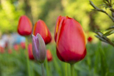 Bahçedeki kırmızı laleler