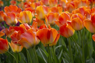 Kırmızı ve Sarı Lale alan