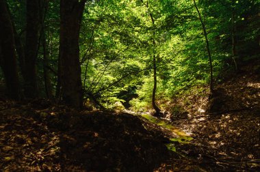 Gündüz güneş ışınları ile orman içinde görüntülemek 