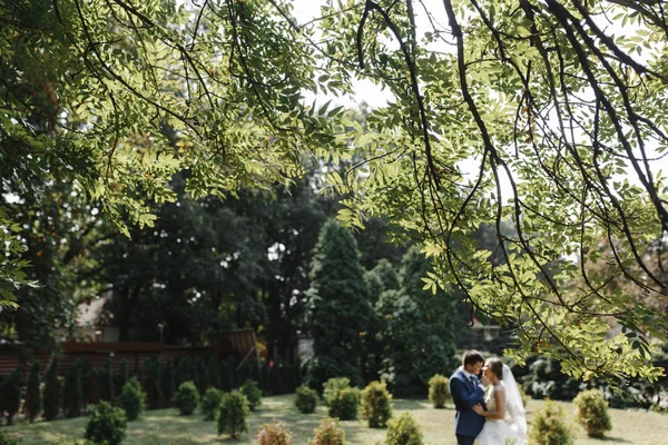 Braut Und Bräutigam Küssen Sich Park — Stockfoto