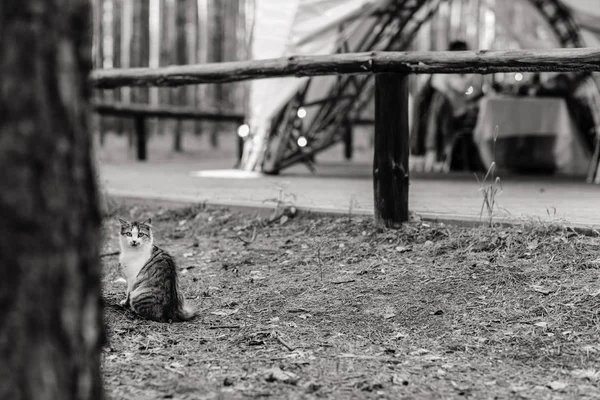 A cat sitting near the restaurant in the forest. Black&white photo.