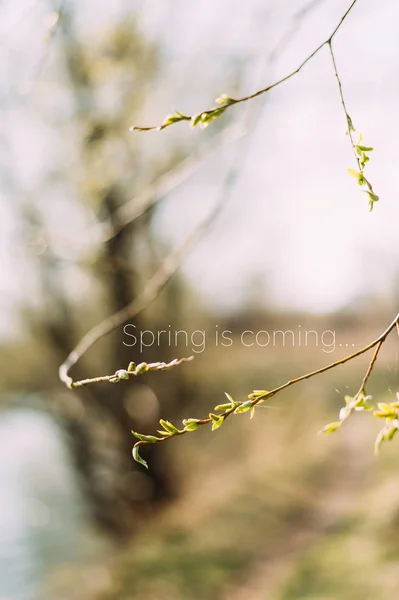 Pequenas Folhas Nos Ramos Uma Árvore Que Floresce Após Inverno — Fotografia de Stock