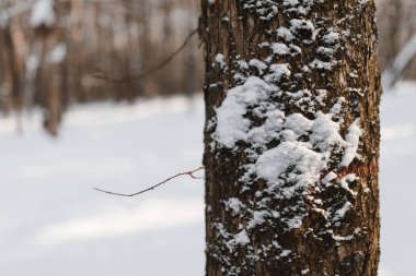 Karla kaplı ağacının kök