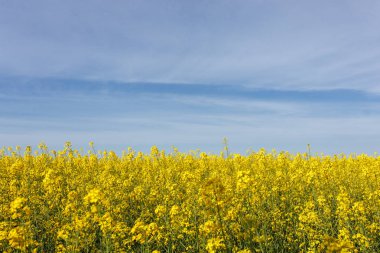 Mavi gökyüzünün arka planında yağ çekirdeği tecavüzünün sarı tarlası