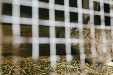 Metal kafes arkasındaki tavşan