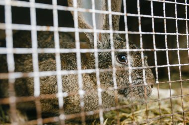 Rabbit sitting behind the cage